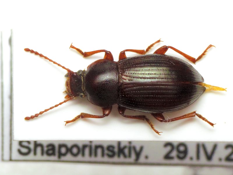 Nalassus sareptanus (Allard, 1876)